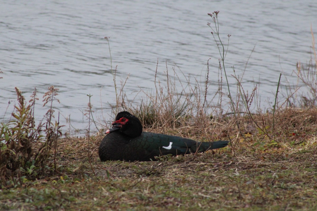 Muscovy Duck (Domestic type) - ML613169282