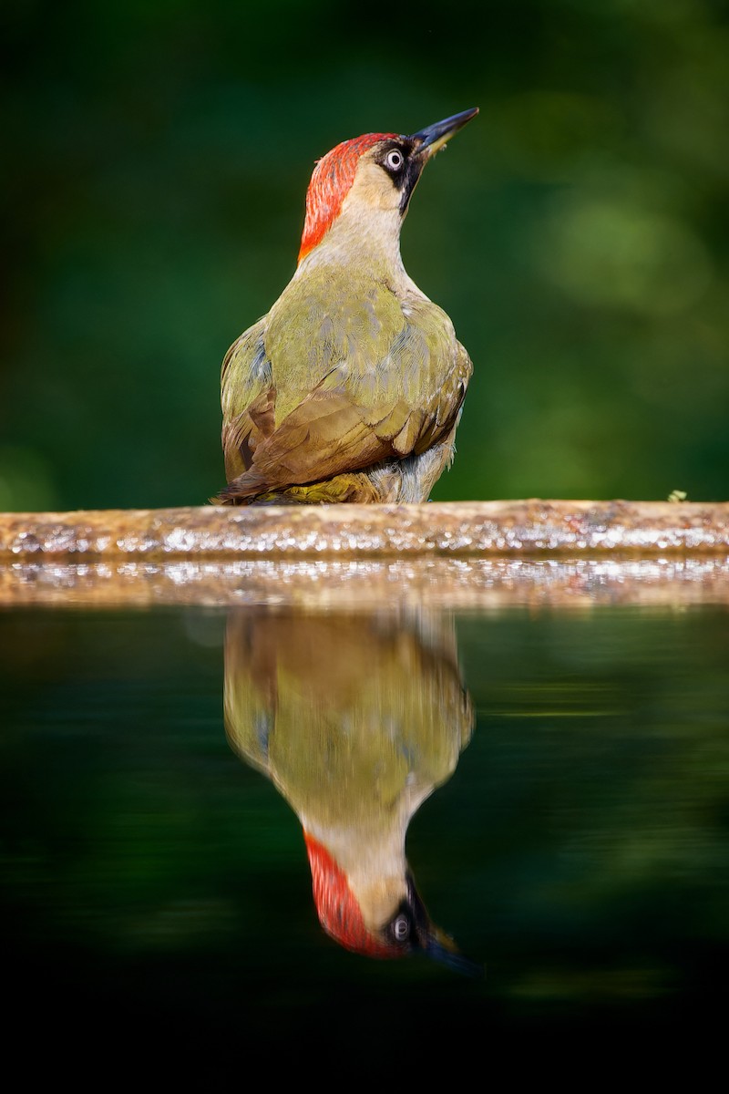Eurasian Green Woodpecker (Eurasian) - ML613169441