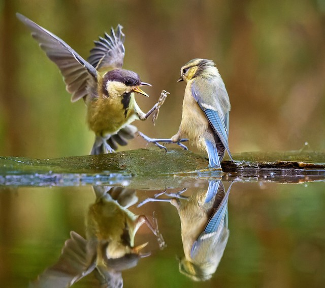 Aggressive behavior (with a Eurasian Blue Tit, <em class="SciName notranslate">Cyanistes caeruleus</em>, right). - Great Tit - 