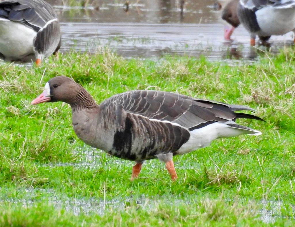Greater White-fronted Goose - ML613169520