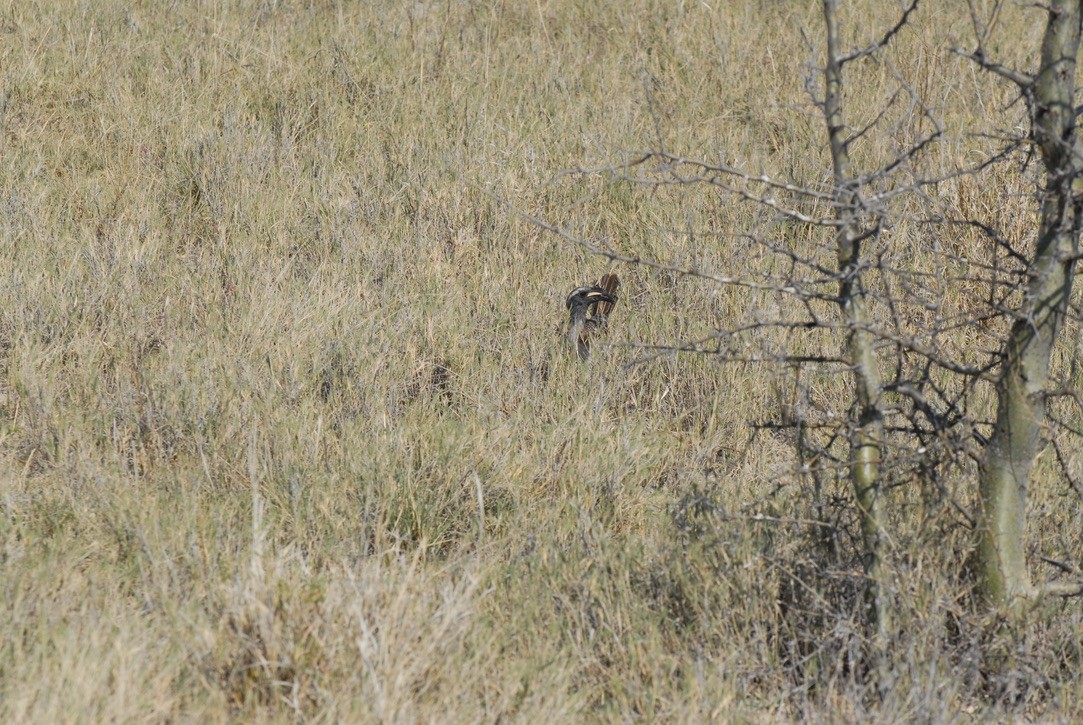 African Gray Hornbill - ML613169617