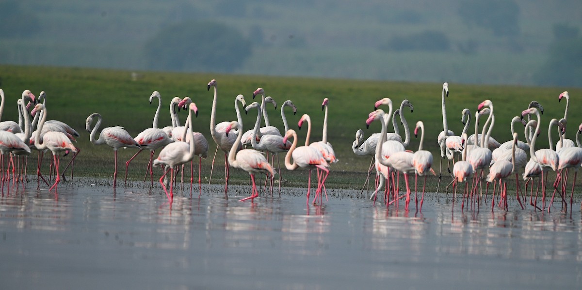 Greater Flamingo - ML613169852