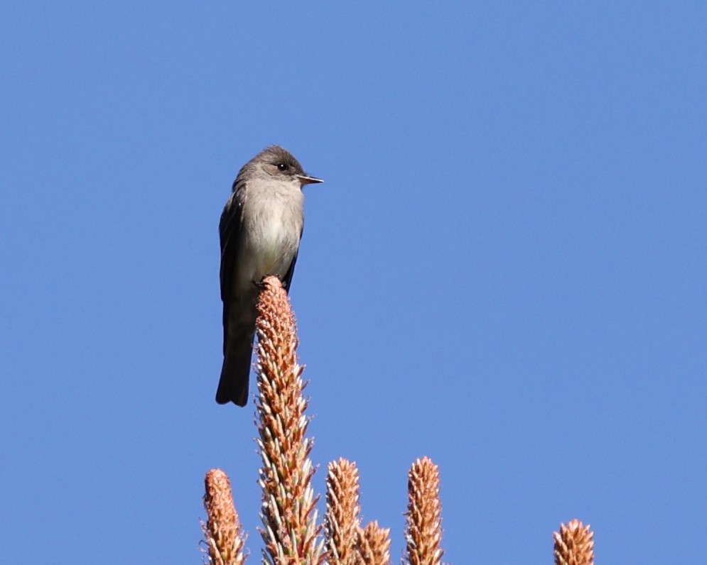 Western Wood-Pewee - Rob O'Donnell