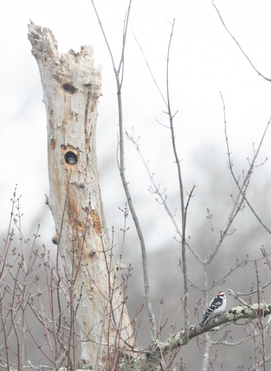 eBird Checklist 6 Jan 2024 Millennium Park 29 species