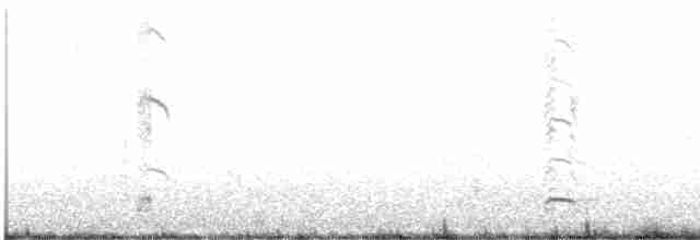 Андская чайка - ML613170213