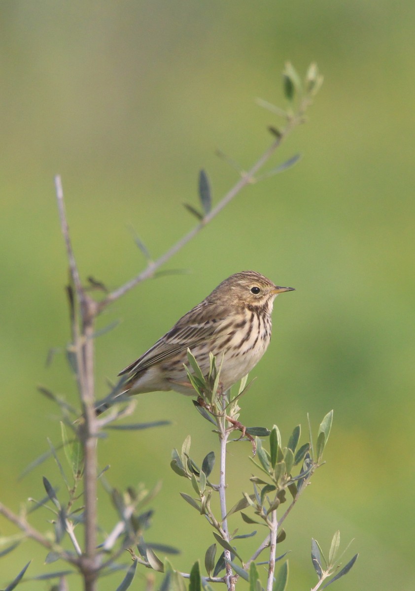 Meadow Pipit - ML613170236