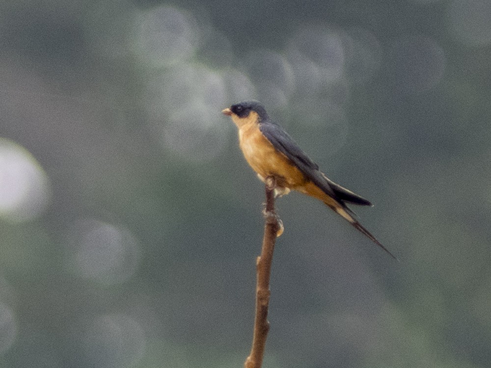 Rufous-chested Swallow - ML613170240