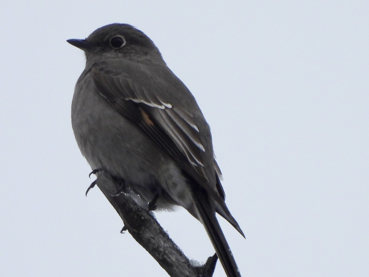 Townsend's Solitaire - ML613170251