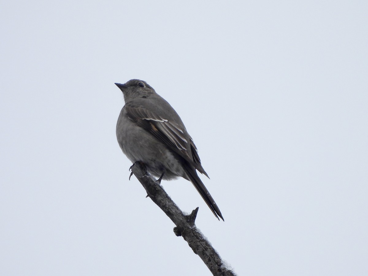 Townsend's Solitaire - Jacob Tsikoyak