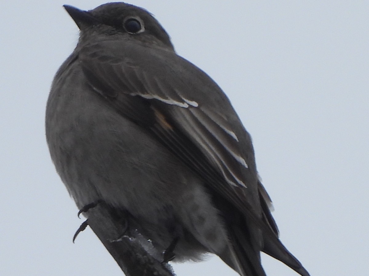 Townsend's Solitaire - ML613170253
