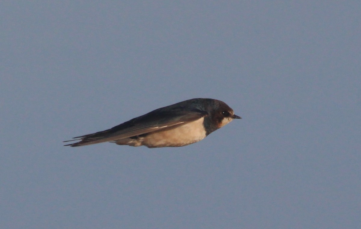 Barn Swallow - ML613170256