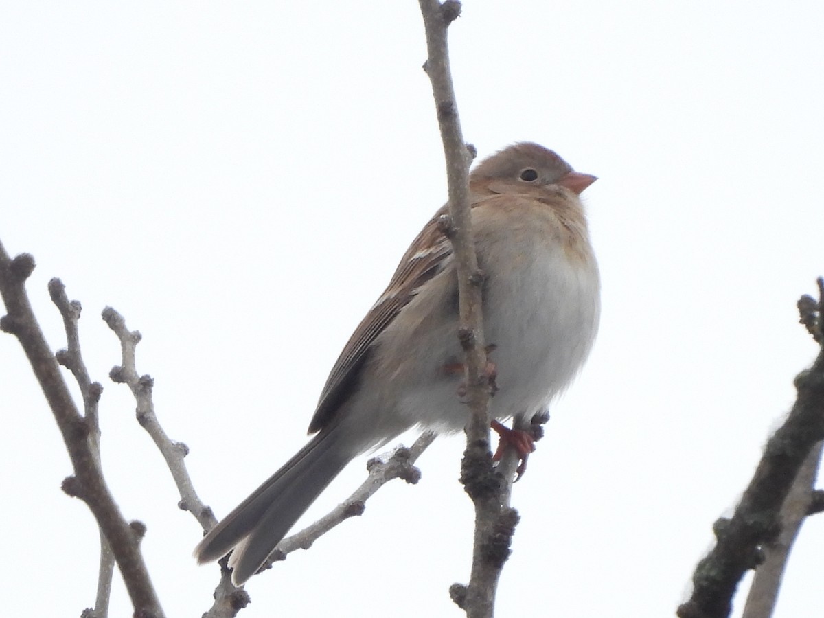 Field Sparrow - ML613170273