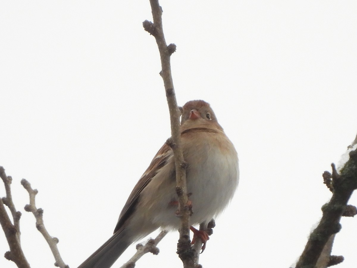 Field Sparrow - ML613170278