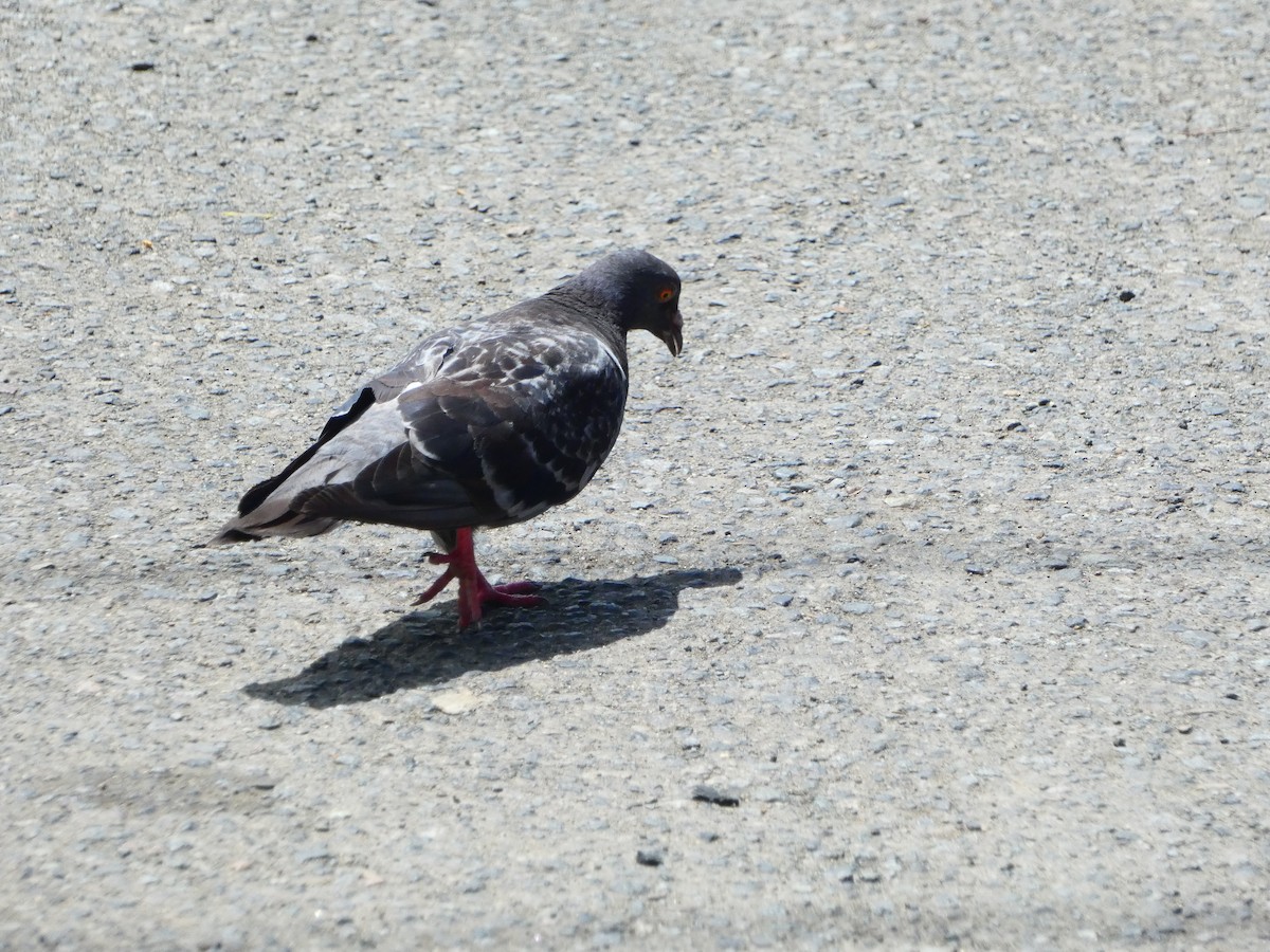 Rock Pigeon (Feral Pigeon) - ML613170283
