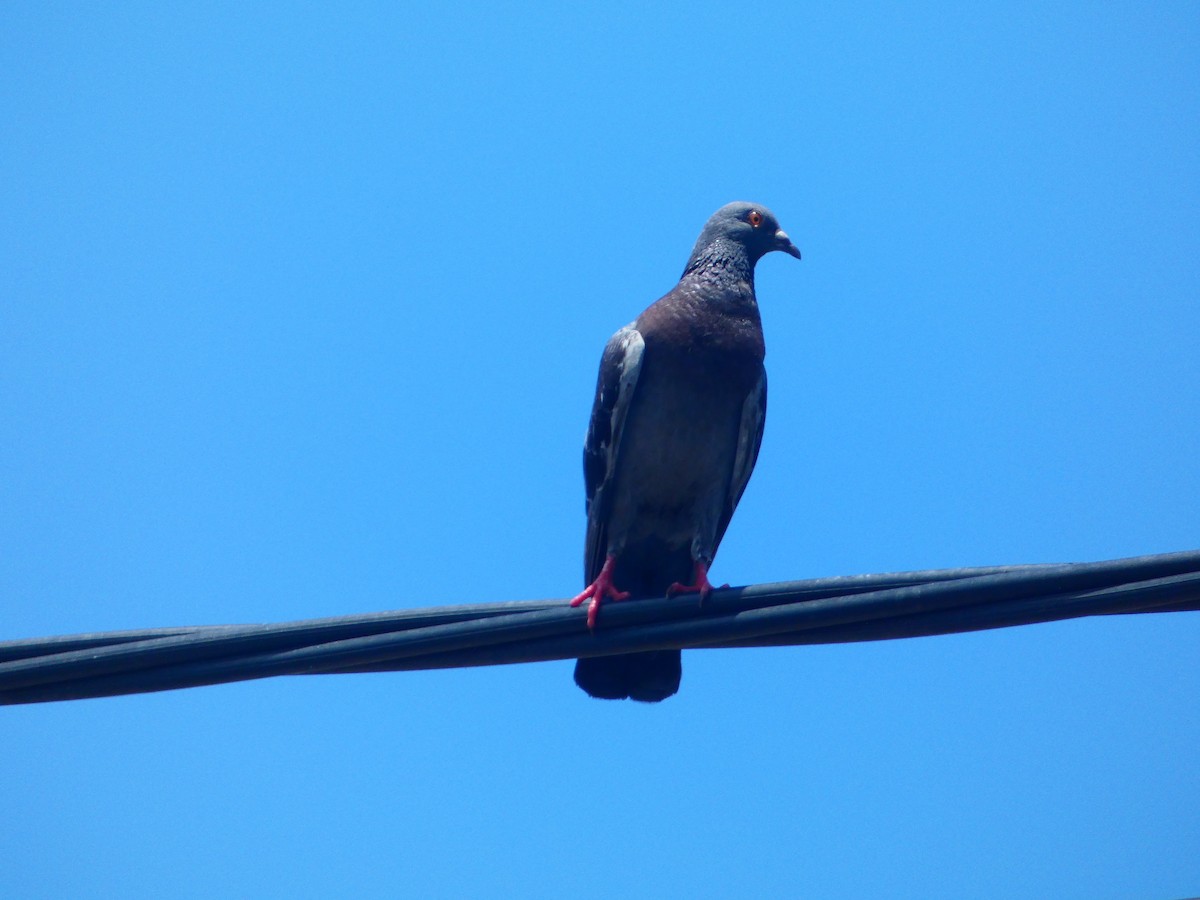 Rock Pigeon (Feral Pigeon) - ML613170284