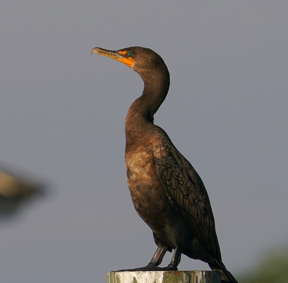 Double-crested Cormorant - Nicola  Dronoff-Guthrie