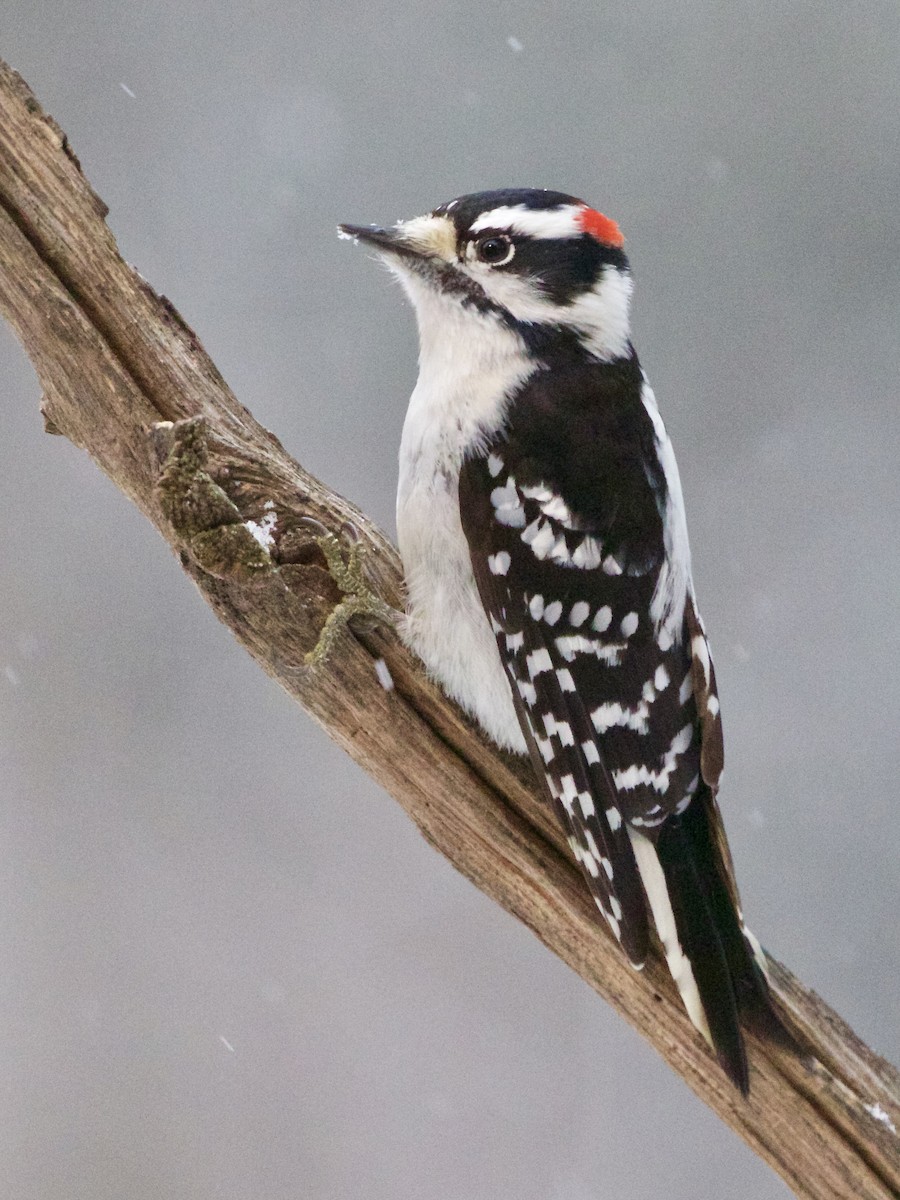 Downy Woodpecker - ML613170683