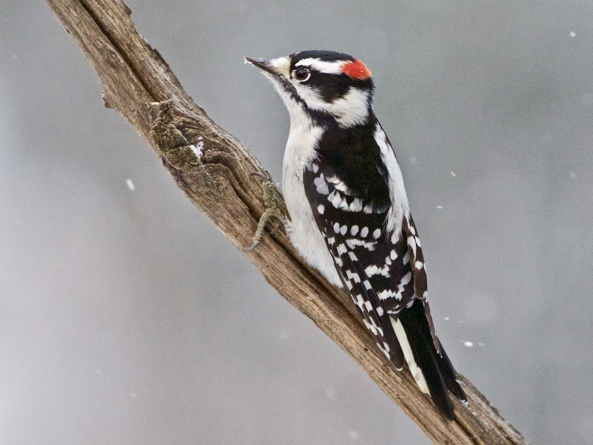 Downy Woodpecker - ML613170684