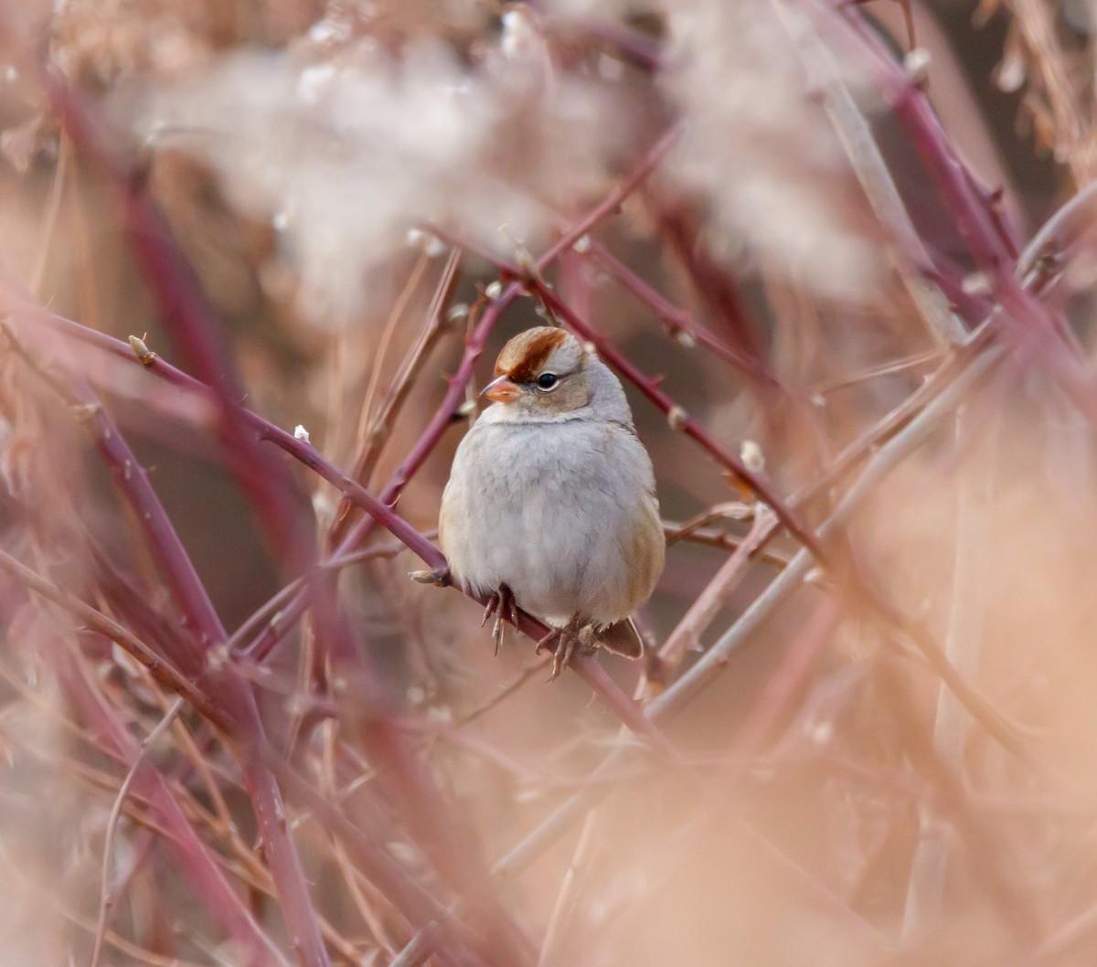 White-crowned Sparrow - ML613170775