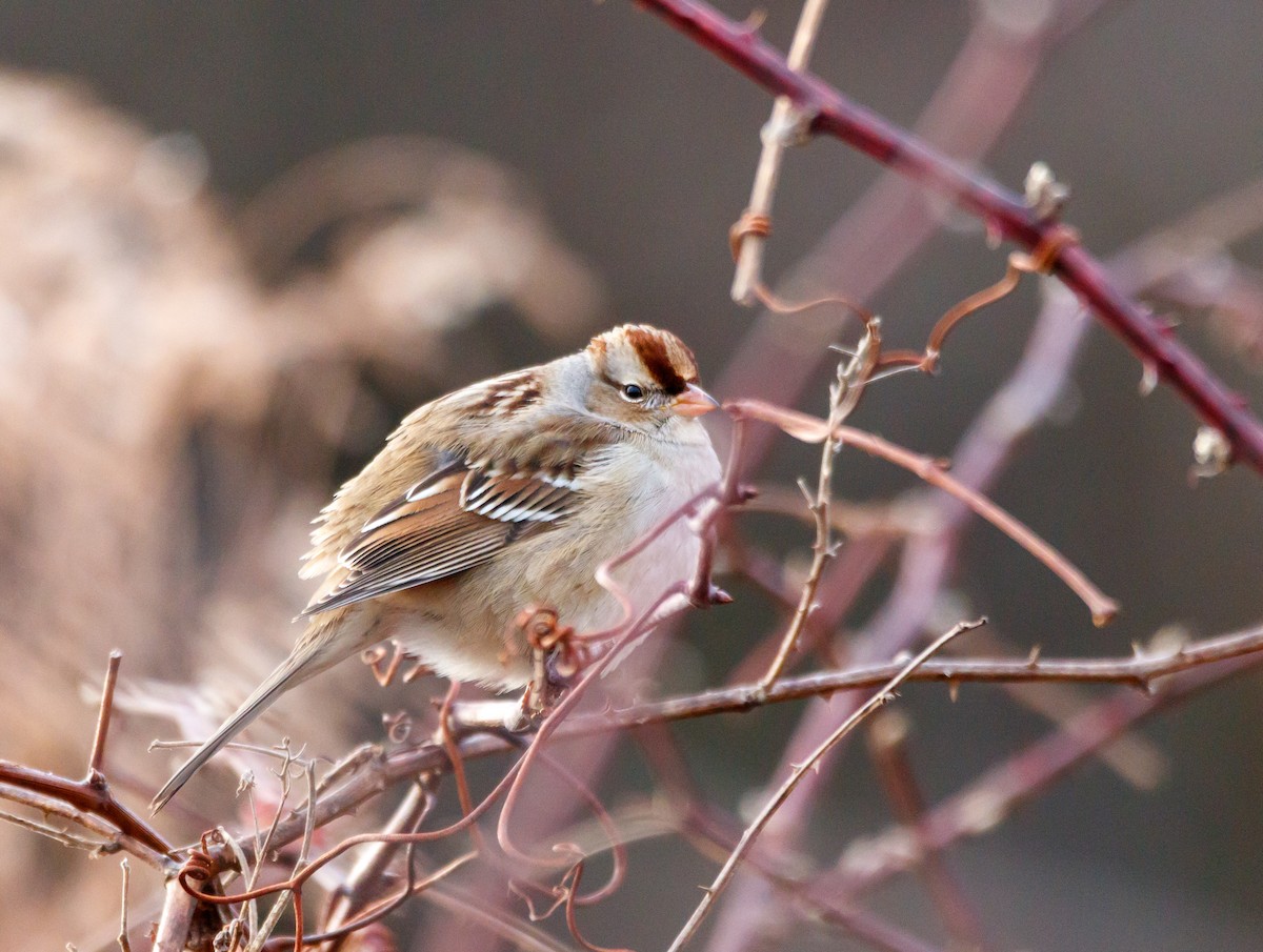 White-crowned Sparrow - ML613171045