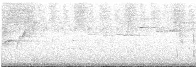 Белогорлая ложнопищуха - ML613171706