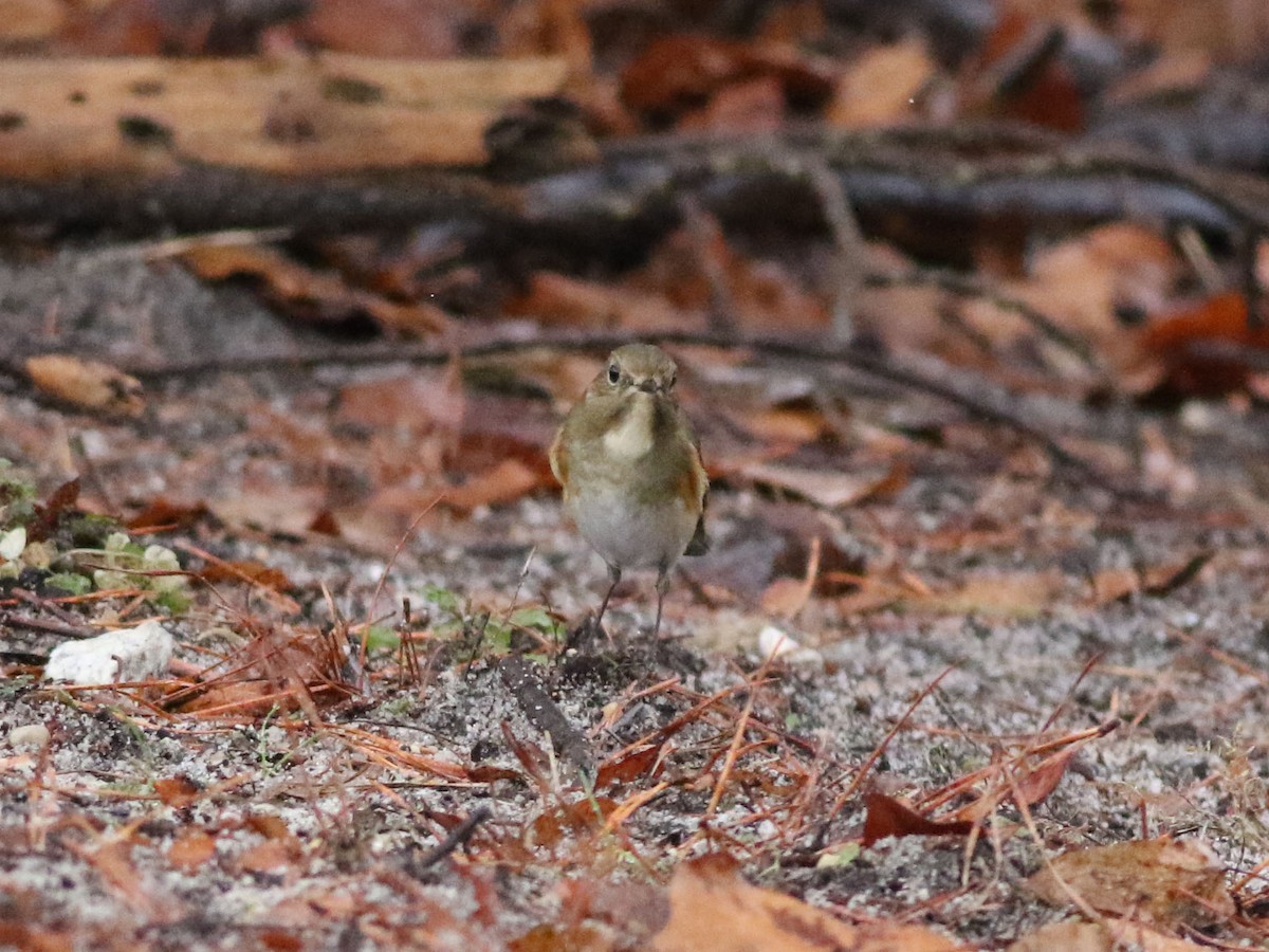 Red-flanked Bluetail - ML613172087