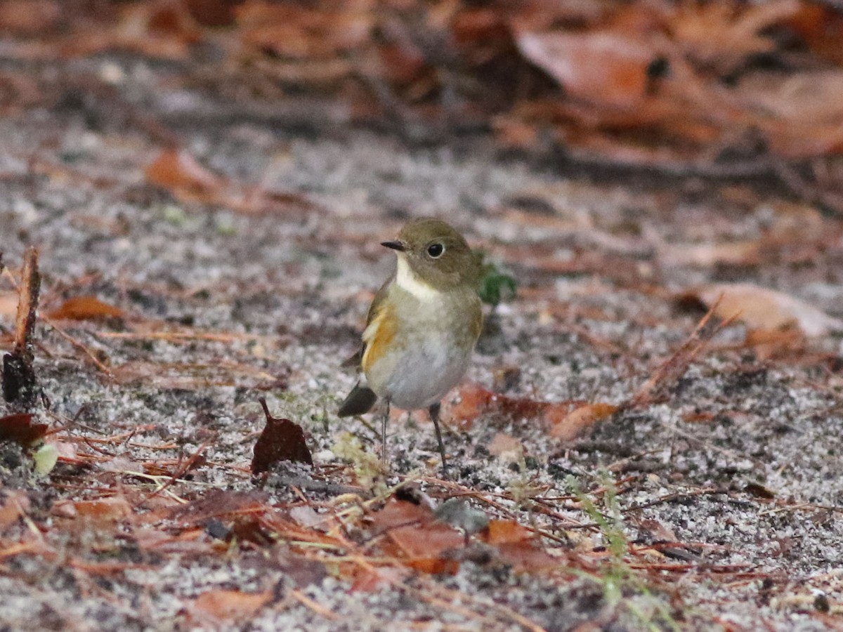 Red-flanked Bluetail - ML613172088