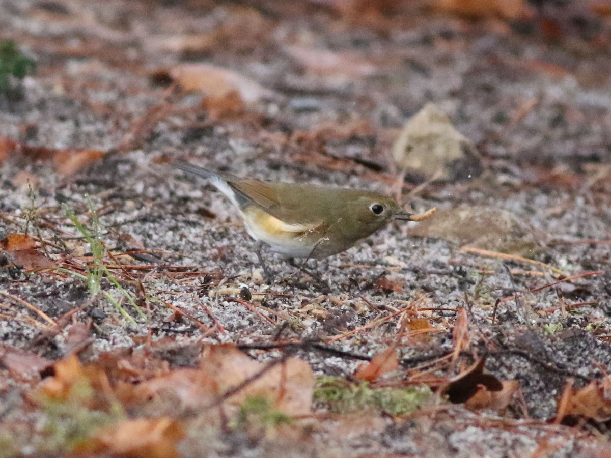 Red-flanked Bluetail - ML613172090