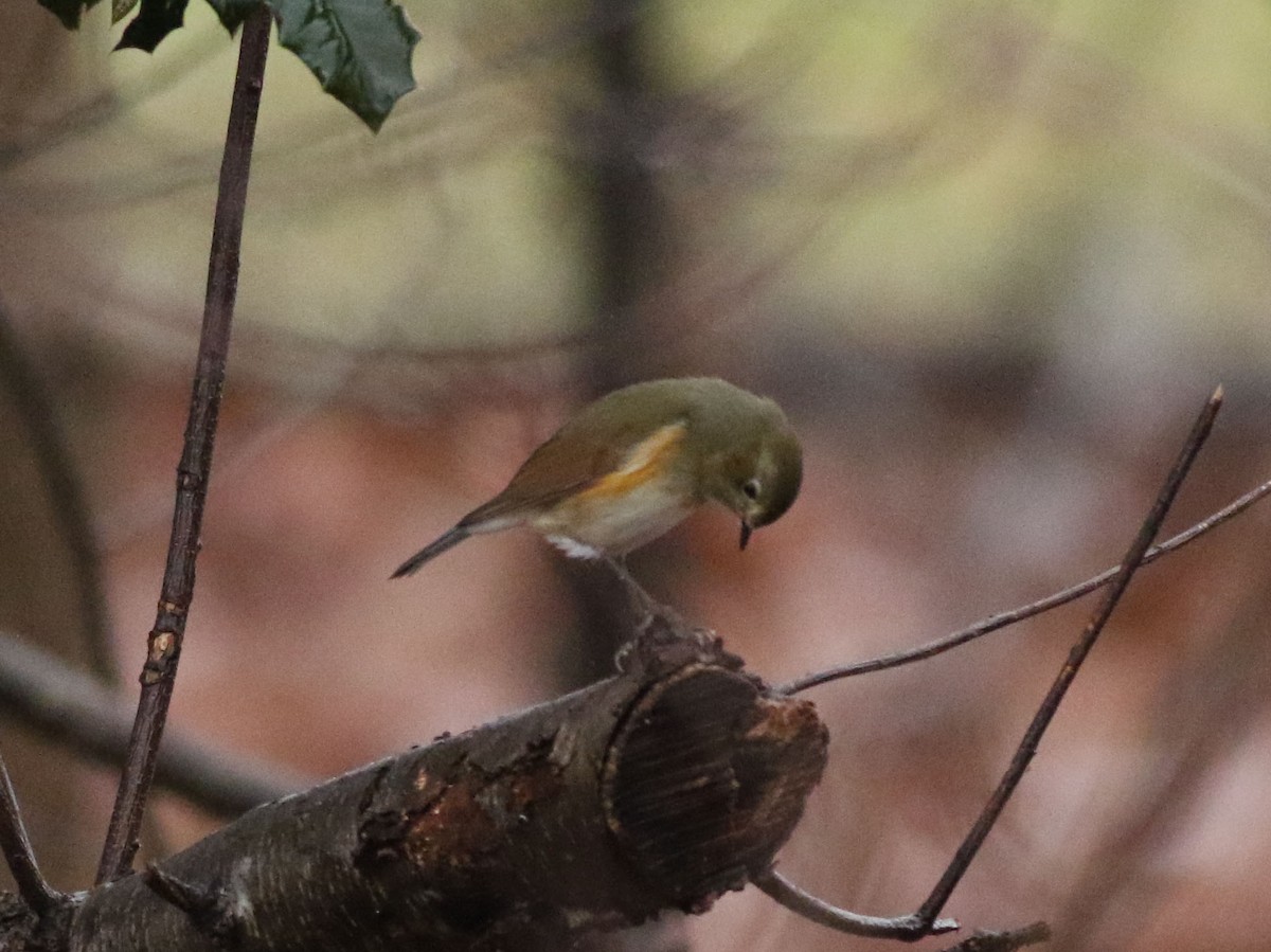 Red-flanked Bluetail - ML613172091