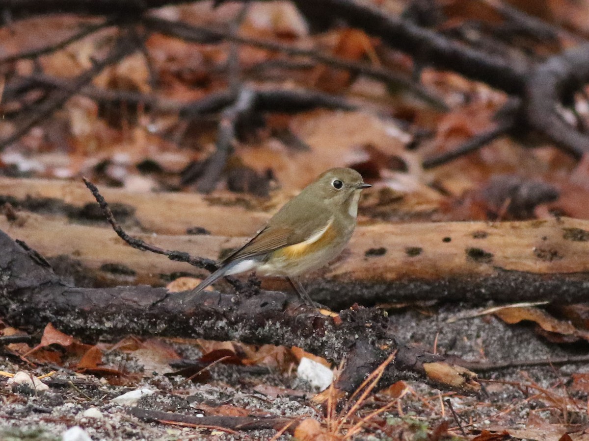 Red-flanked Bluetail - ML613172092
