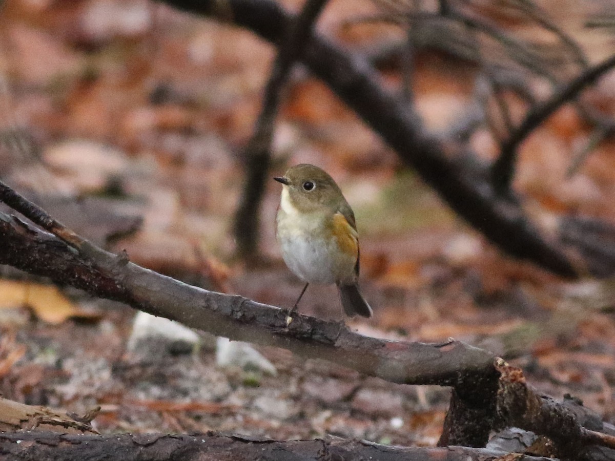 Red-flanked Bluetail - ML613172093