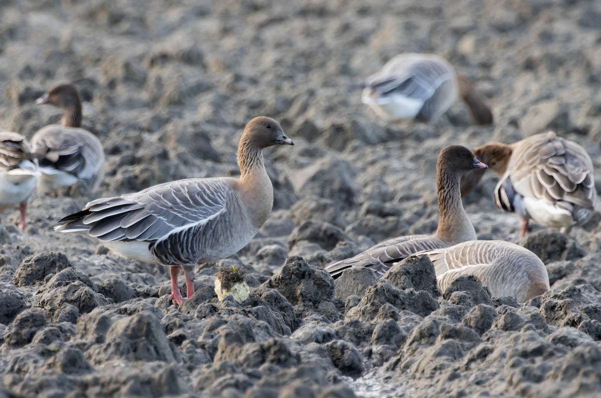 Pink-footed Goose - ML613172275