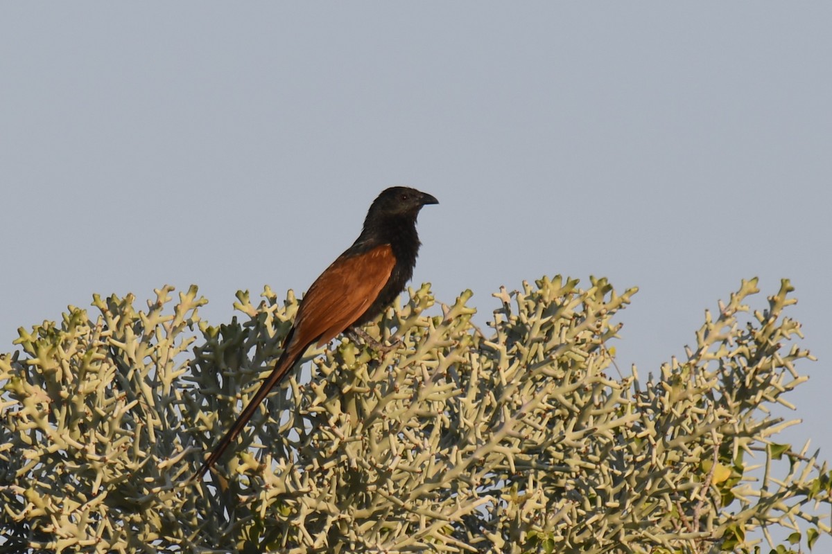 Coucal toulou - ML613172559