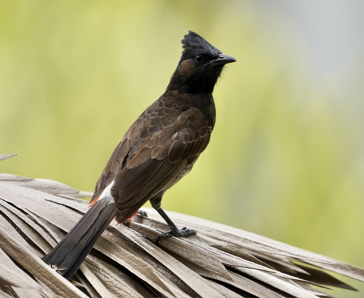 Red-vented Bulbul - ML613172570