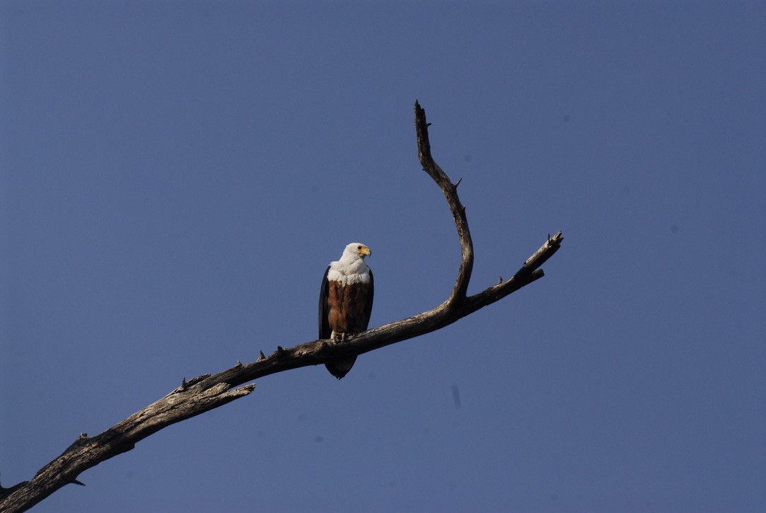 African Fish-Eagle - Anonymous