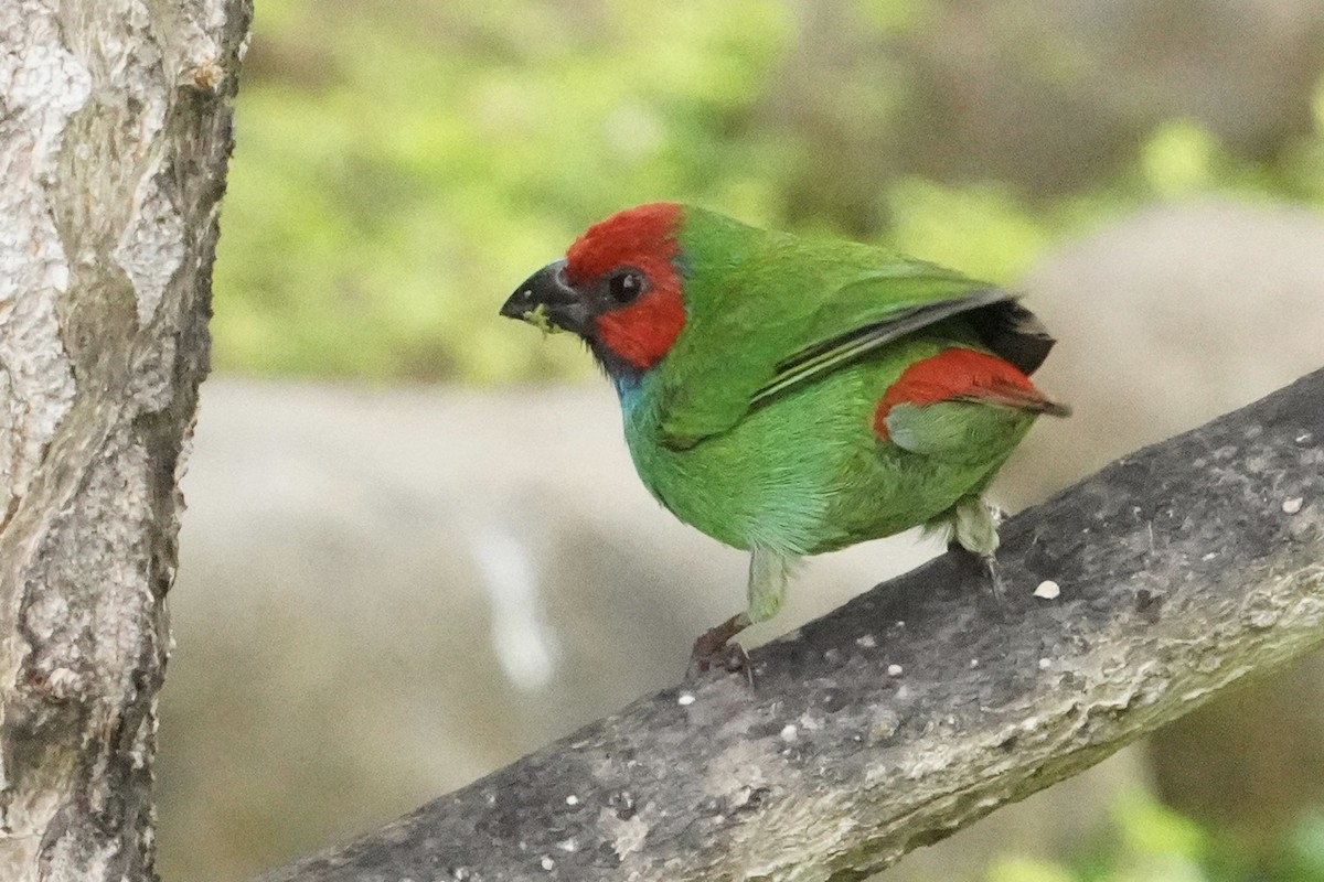 Fiji Papağan İspinozu - ML613172643