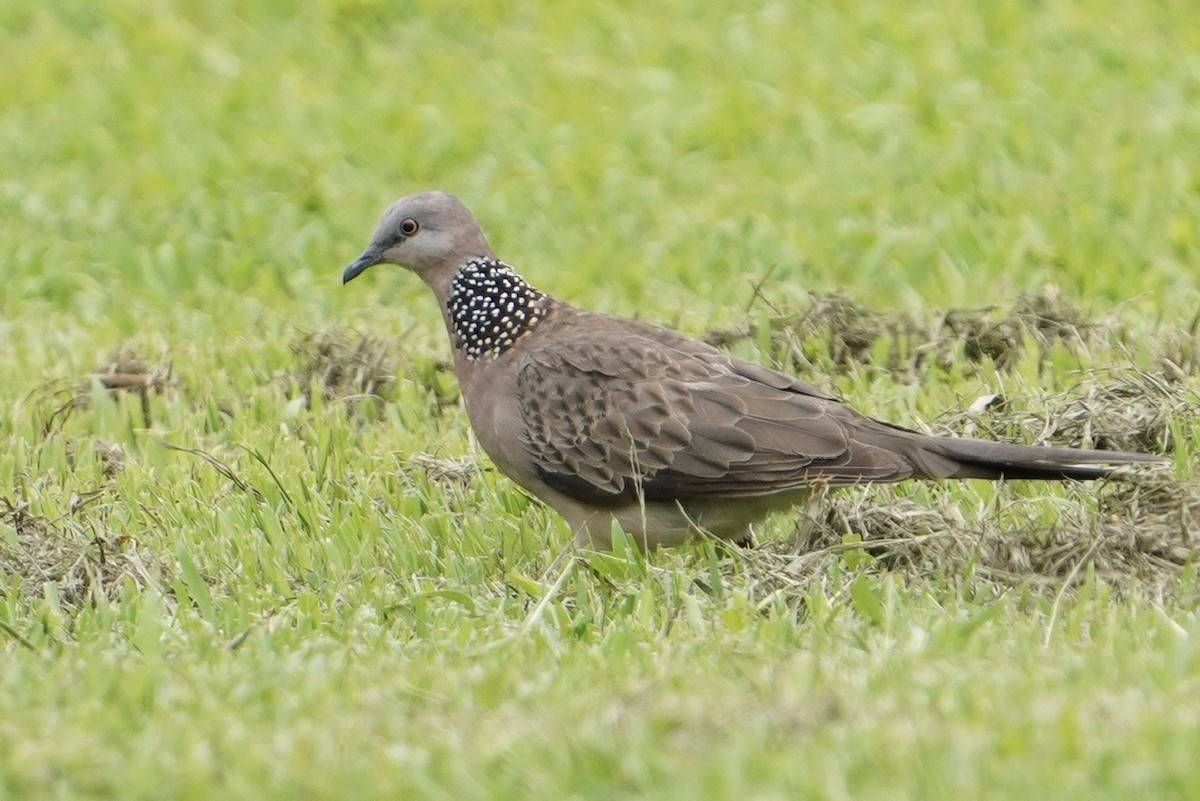 Spotted Dove - ML613172695