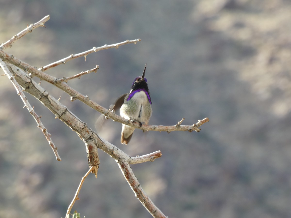 Costa's Hummingbird - ML613172766