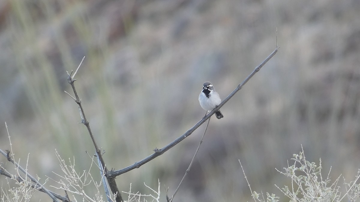Black-throated Sparrow - ML613172801