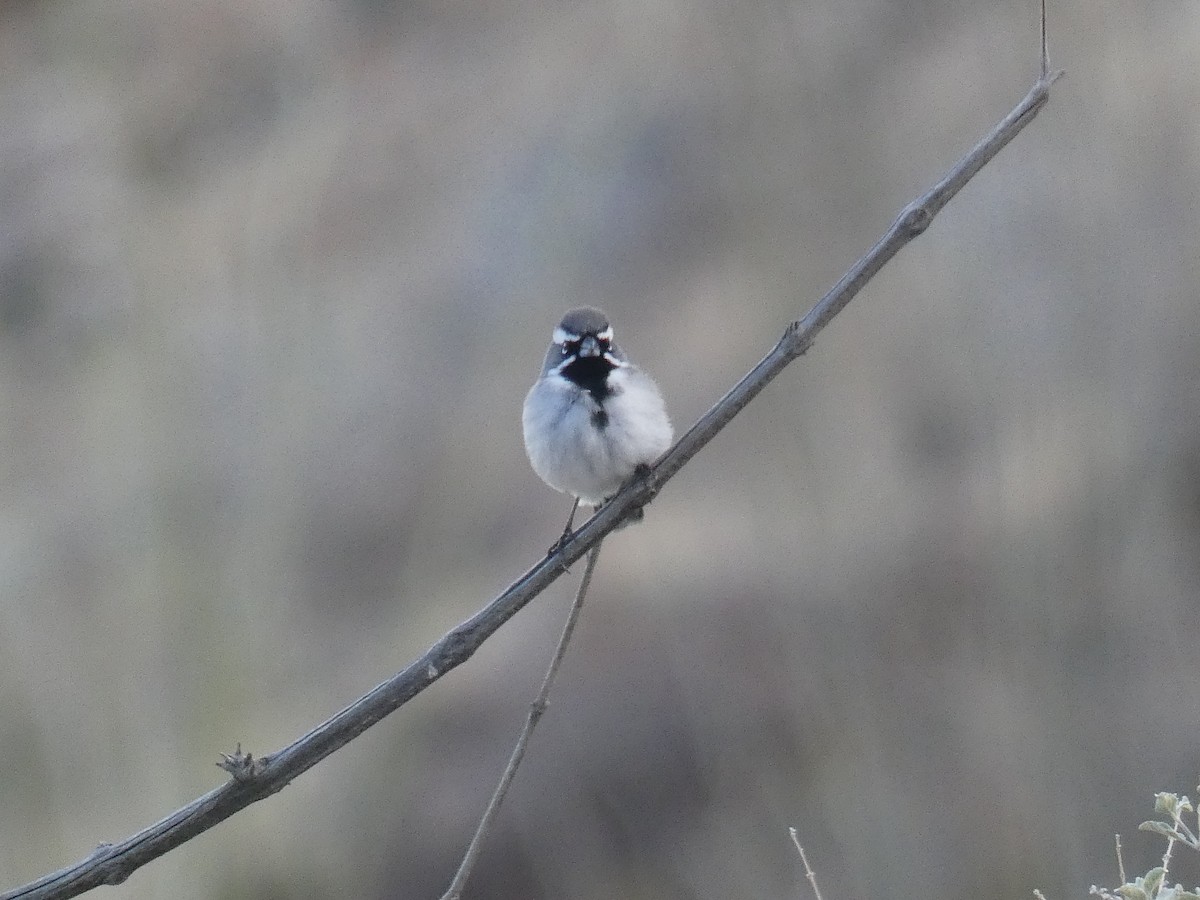 Black-throated Sparrow - ML613172804