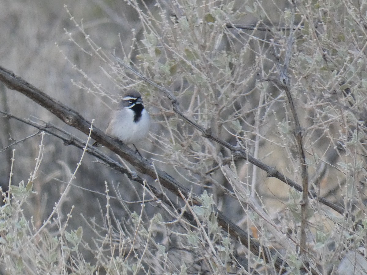 Black-throated Sparrow - ML613172808