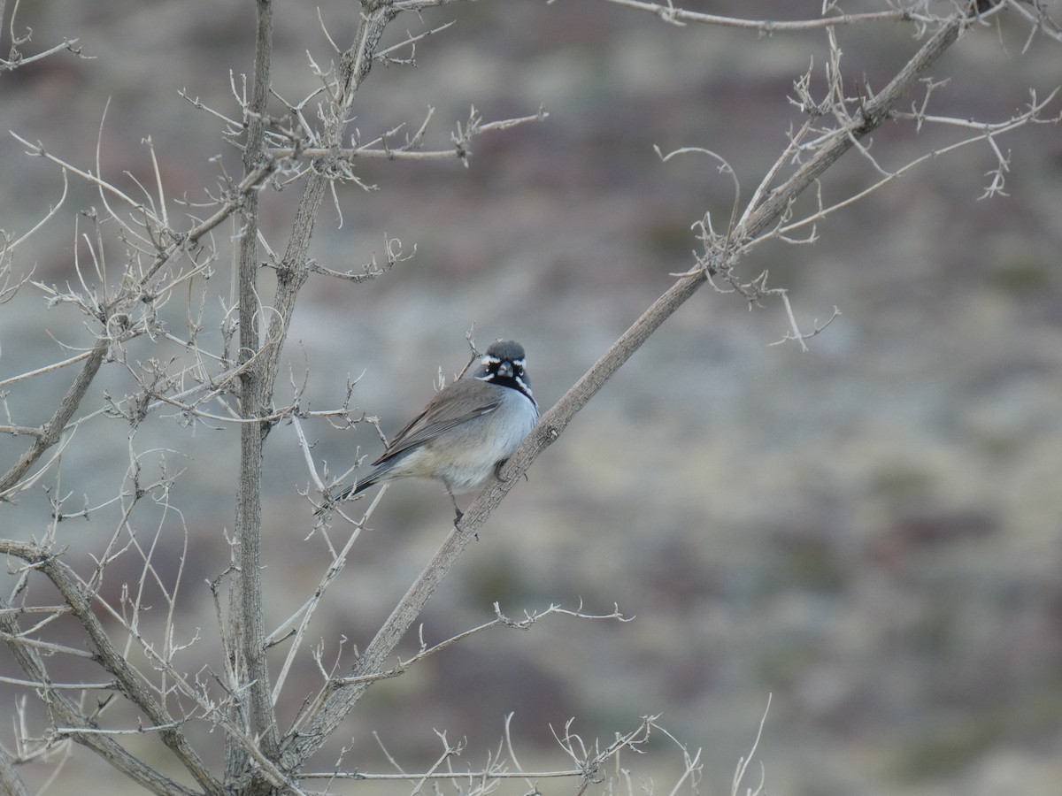 Black-throated Sparrow - River Corcoran