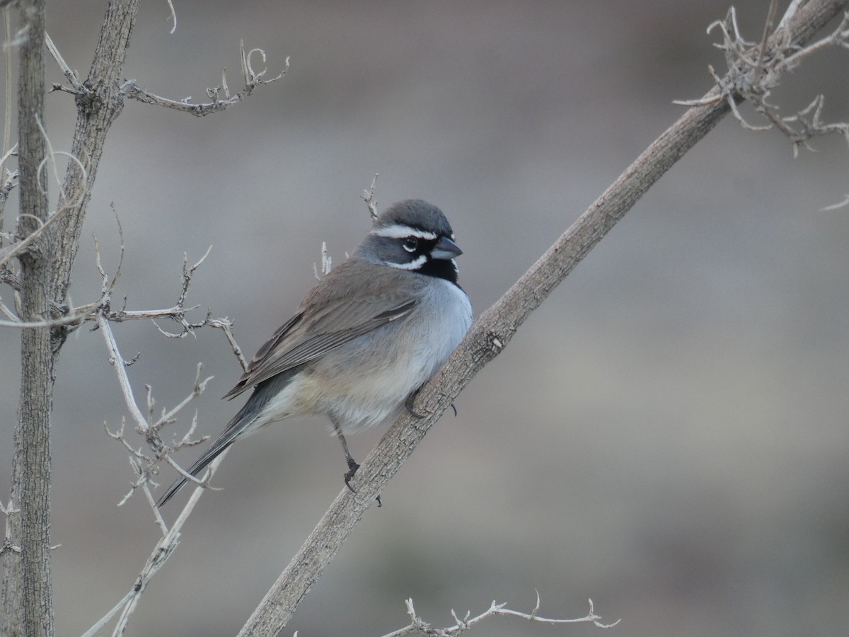Black-throated Sparrow - ML613172810