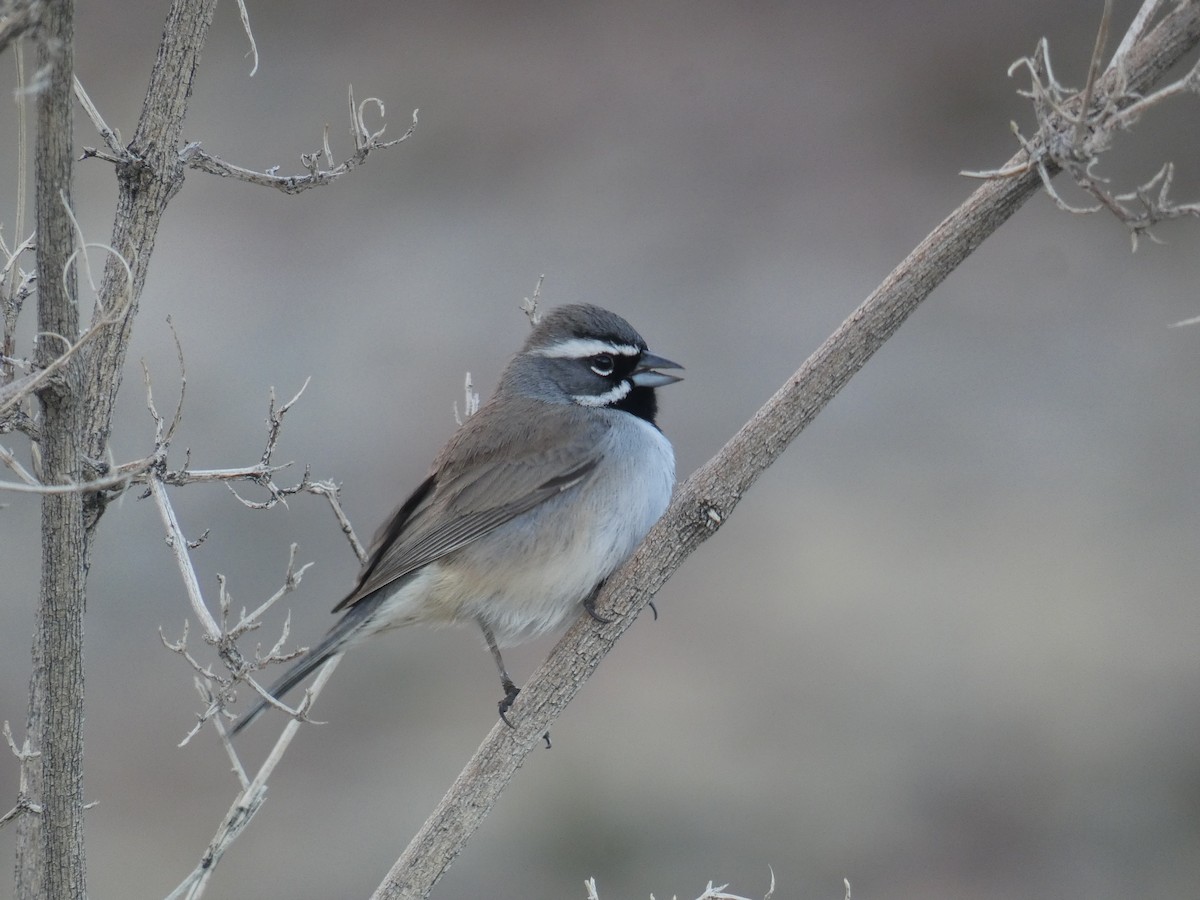 Black-throated Sparrow - River Corcoran