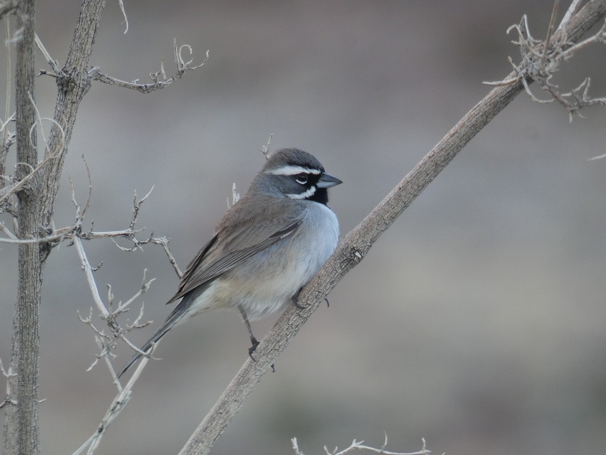 Black-throated Sparrow - ML613172813