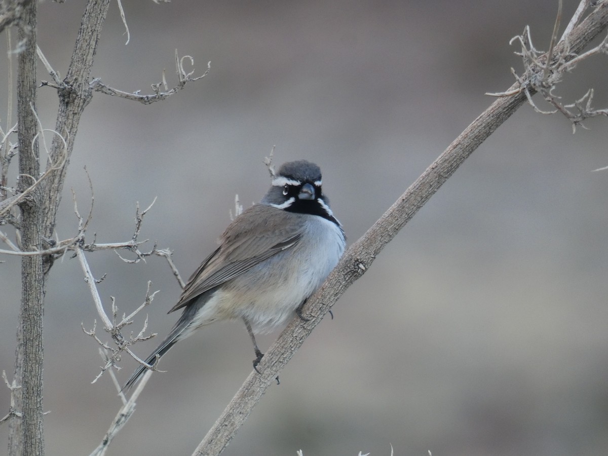 Black-throated Sparrow - ML613172814