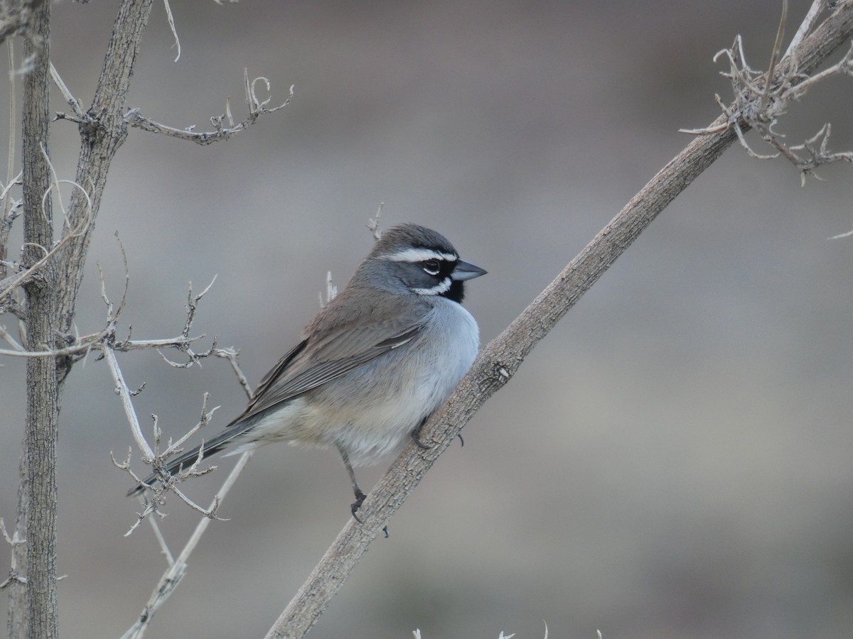 Black-throated Sparrow - ML613172815