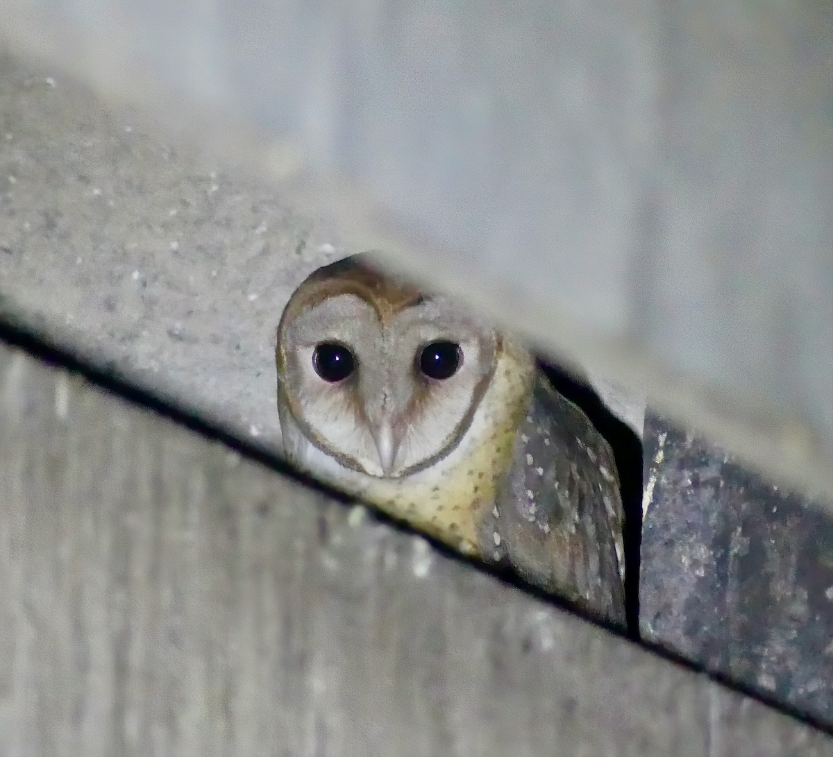 Andaman Masked-Owl - ML613172949