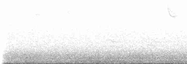 Troglodyte de Caroline - ML613173075