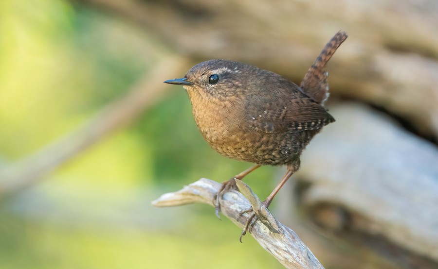 Pacific Wren